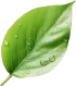 leaf